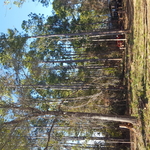 lot clearing