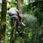 tree removal