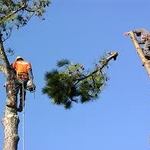 2 pines removals
