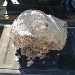 WASP REMOVAL