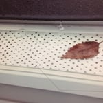Bull Dog Leaf Gaurds