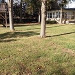 AFTER LEAVES ARE REMOVED