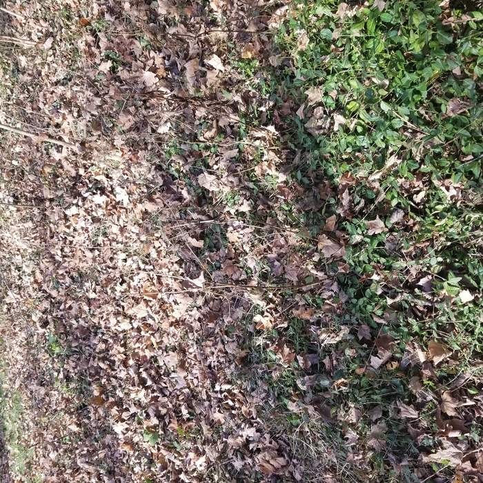 Before blowing leaves