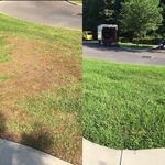 Lawn Pest and Fertilizer Application