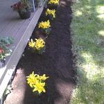 New Landscaping Install