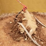 Stump Removal
