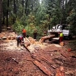 Pollock Pines Tree Work