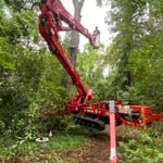 Oak Tree Removal
