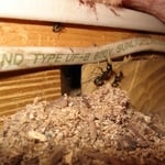 Don't let Carpenter Ants take over