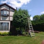 white birch before