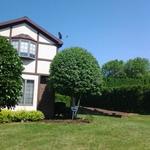 white birch after