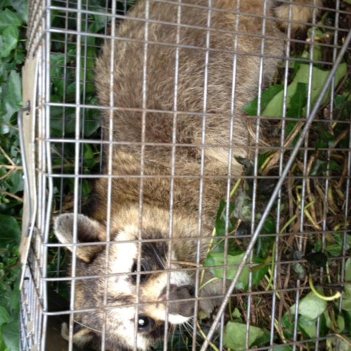 raccoon trapped