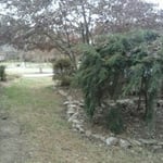 leaf removal