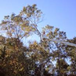 Boobe Jack Tree Service