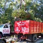 Boobe Jack Tree Service