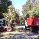 Tree Service