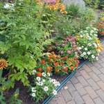 Flowering Mixed Garden Bed
