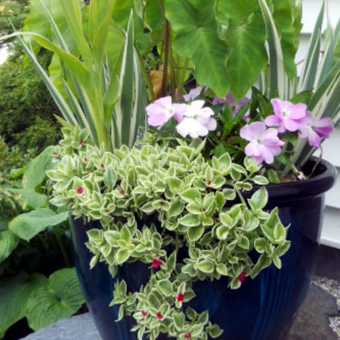 Container garden