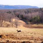 A doe finds a different route around.0