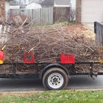 fall cleanup, brush