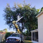 Tree removal