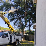 Tree removal