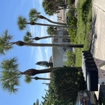 Tree care