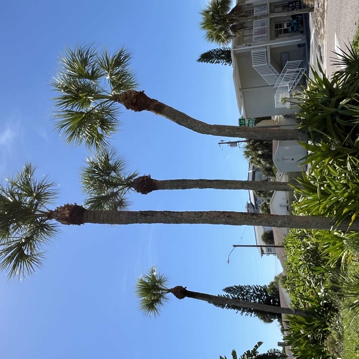 Tree care