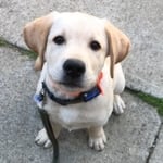Lab puppy with our new rechargable collar.