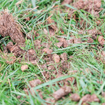 Aeration and Over-Seeding