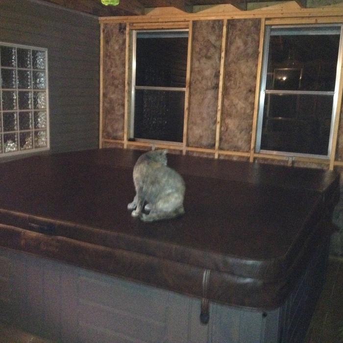 Kitty Pool