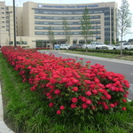 Jackson Madison Co Hospital