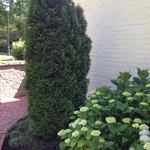 Emerald Green Arborvitae and Hydrangea