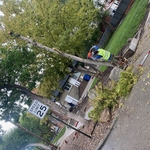 Tree trimming