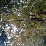 tree triming