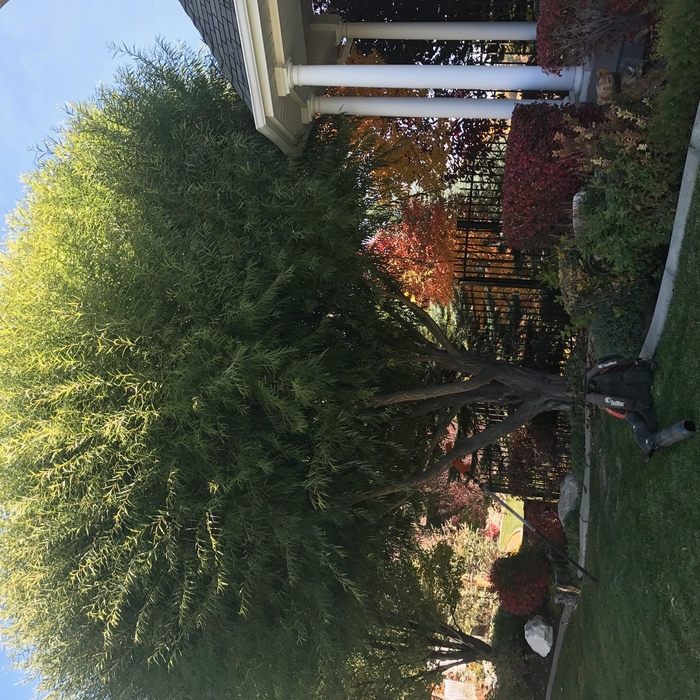 Tree trimming