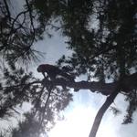 Tree job