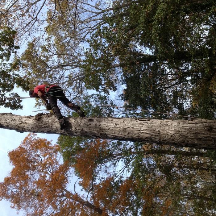 Tree prunning and removing dead branches