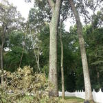 Tree Removal