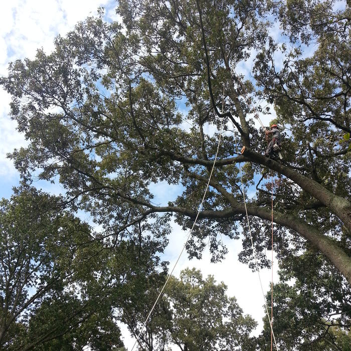 Tree removal