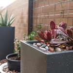 Small Back Yard