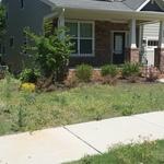 Before Photo on Bermuda Lawn
