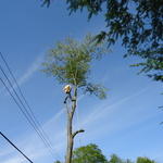 Tree Removal - Collier Township