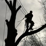 Oak Tree Removal - Whitehall