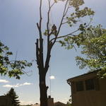 Oak Tree Removal - Moon Township