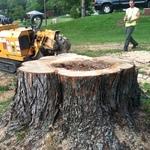 Maple Tree Removal/Stump - Washington