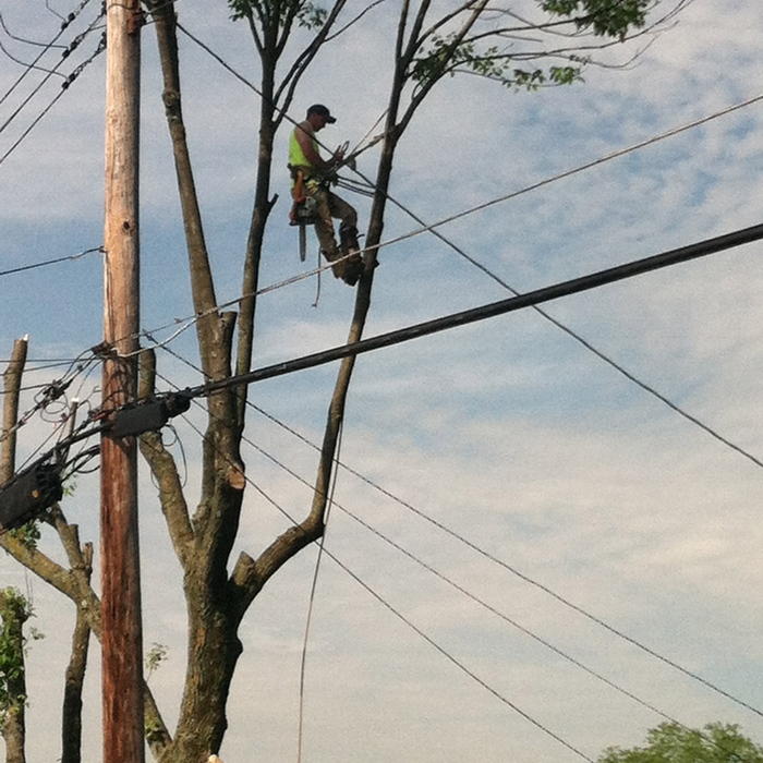 Tree Removal