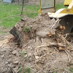 Start of stump grinding on fallen tree