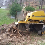 Notice the rocksamongst the roots.