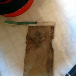 Black Mold
